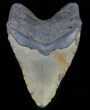Heavy, Fossil Megalodon Tooth - North Carolina #66143-2